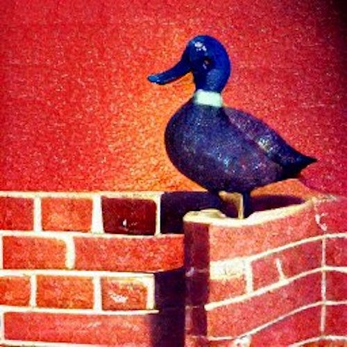 blue duck on a brick wall
