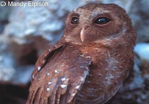 Owls of the genus Pyrroglaux