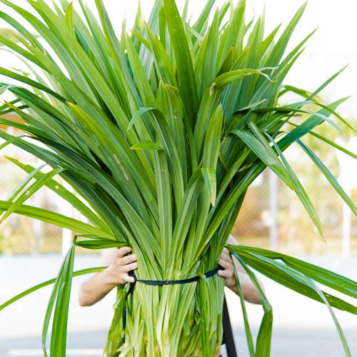 Lá Pandan - được sử dụng rộng rãi trong ẩm thực Đông Nam Á