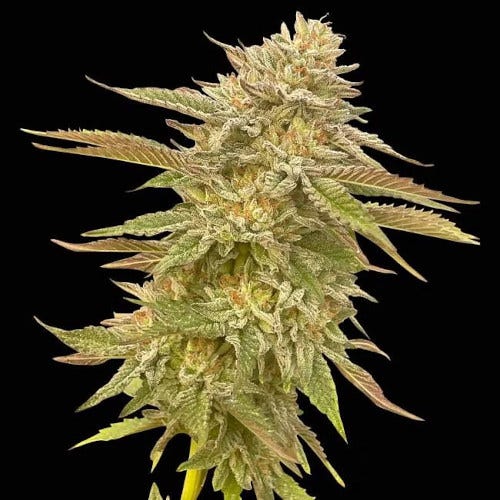 pineapple og feminized seeds by seedsman