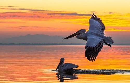 Pelicans flying in the sunset