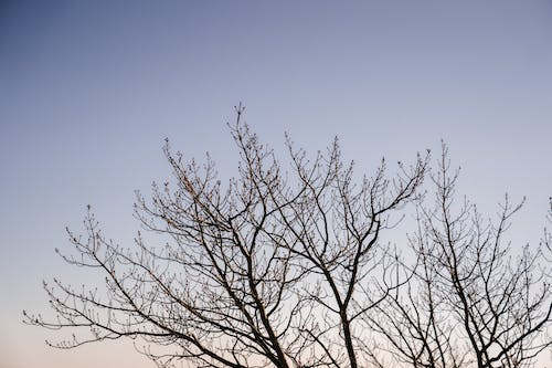 bare tree branches