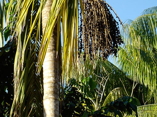 Wild Growing Acai Berries look like black berries on a palm tree.