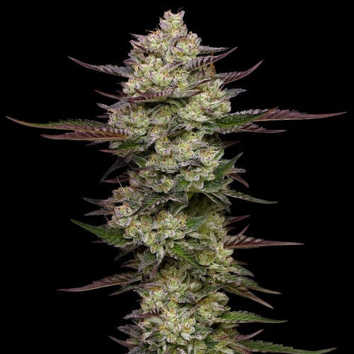 donutz triploid by humboldt seed company