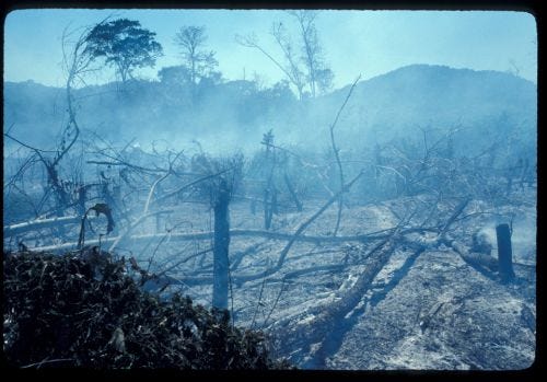 Colonists and ranchers burn tropical rainforest to plant introduced grasses for beef cattle production in Chiapas, Mexico.