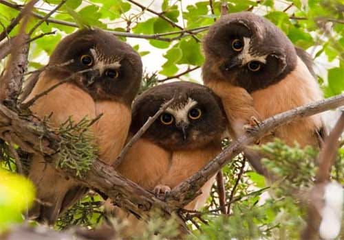 Owls of the genus Aegolius