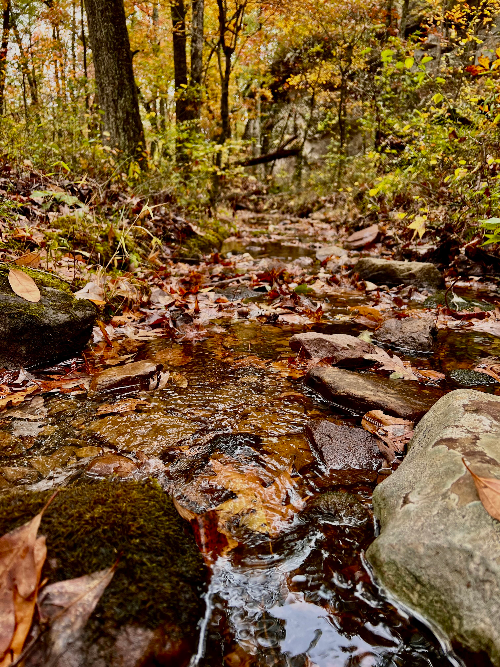 A close-up of a small, calm stream in the forest. There are stones in and around the stream, a few with moss on them. In the background, you can see the yellows, reds, and pale greens of a fall woodland scene. There are leaves floating in the water and resting on the stones.