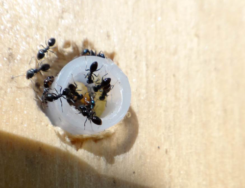 Black ants crawl over a tube.