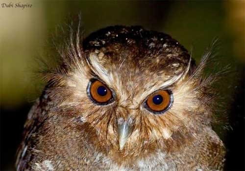 Owls of the genus Xenoglaux