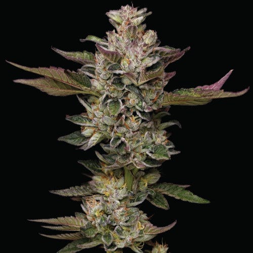 donutz feminized seeds by humboldt seed co.