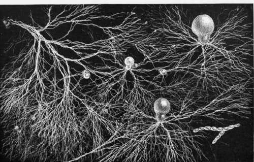 Mycelium connecting