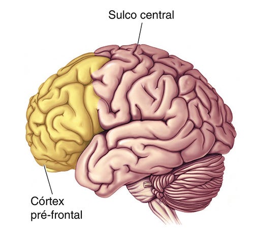 Imagem que mostra a anatomia do cérebro, com o córtex pré-frontal logo no início mapeado com a cor amarela e o suco central na parte superior.