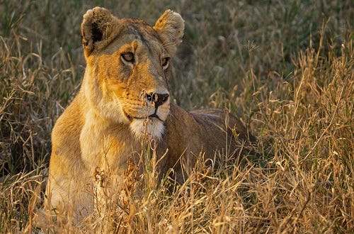 2 Days Serengeti Safari