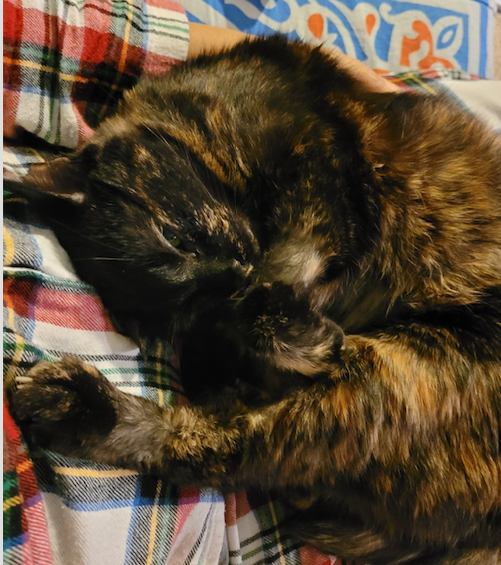 My torti-colored cat Suzy all curled up and cozy.