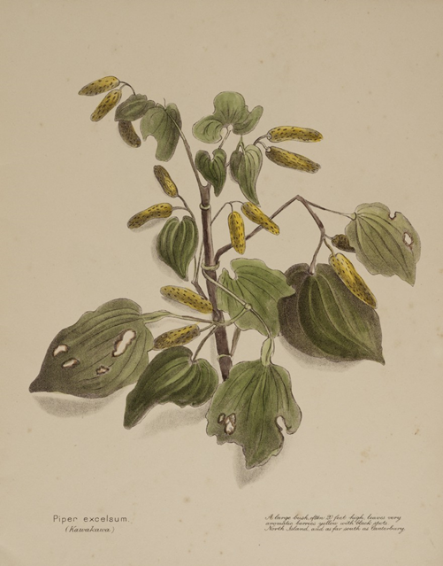 Botanical illustration of a shrub with heart shaped green leaves, with holes in some leaves and yellow fruit.