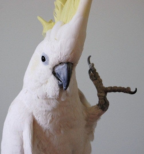 Picture of Snowball the Parrot