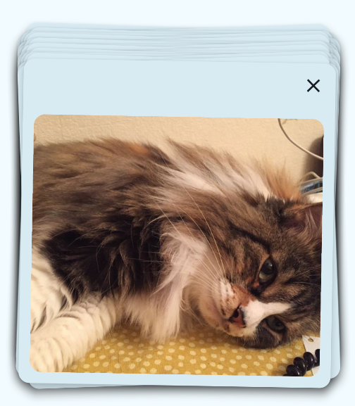 Pile of cards stacked on each other. The topmost card has a close button with an X-icon on the top-left corner and a picture of a cat lying on the side and watching a bit under the camera. The cat has grey and white long fur.