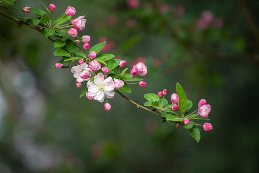 cherry blossom