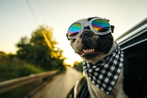 https://www.istockphoto.com/photo/french-bulldog-enjoying-the-car-ride-gm1263789416-369982121?utm_source=unsplash&utm_medium=affiliate&utm_campaign=srp_photos_top&utm_content=https%3A%2F%2Funsplash.com%2Fs%2Fphotos%2Fspeed&utm_term=speed%3A%3Asearch-aggressive-affiliates-v1%3Ab