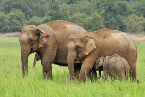 Asian elephant