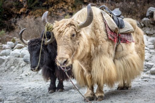 Yak