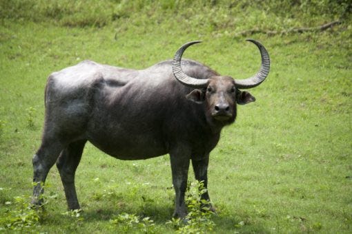 Water Buffalo