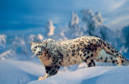 Snow Leopard