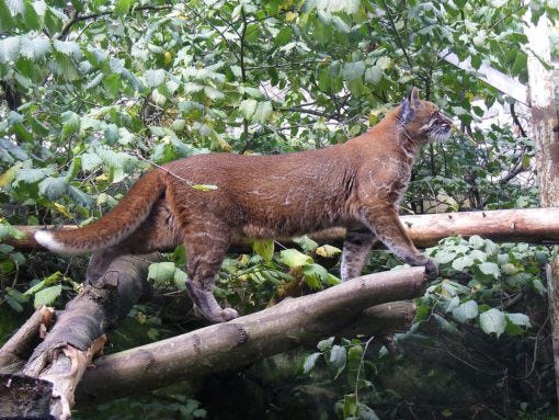 Asian Golden Cat