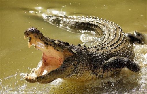 Saltwater Crocodile