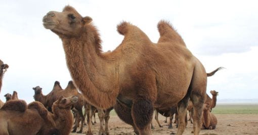 Wild Bactrian Camel