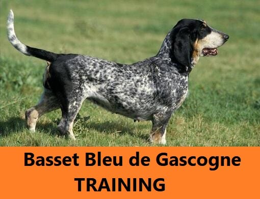 Dog Training Tips — Basset Bleu de Gascogne