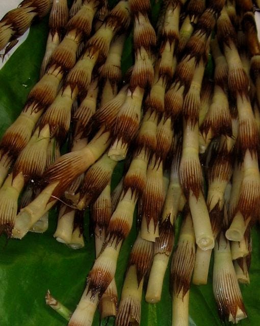 Horsetail shoots.Photo by http://wildfoodsandmedicines.com/