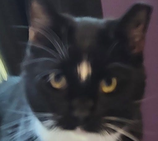 Grandkitty Elvis, a tuxedo cat with a white star on his forehead