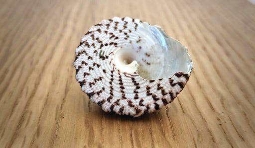 sea shell on a tabletop