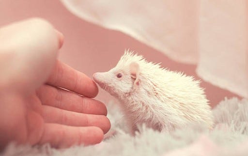 What’s a Baby Hedgehog Called