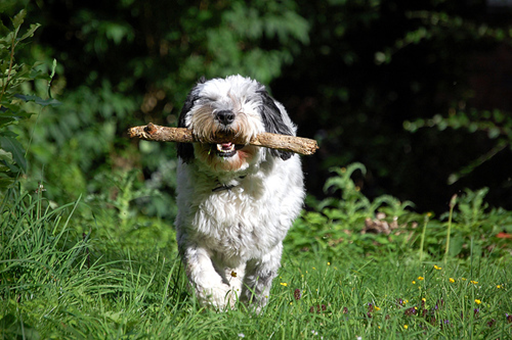 A fluffy black and white sheepdog carries a stick as it walks through the grass.