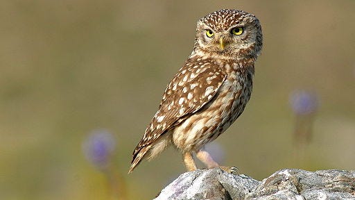 Image of little owl standing on a rock.