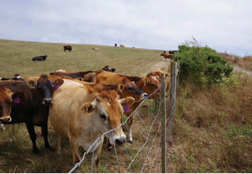 Group of cattle gathering by fence