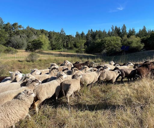 Photo of sheep herd