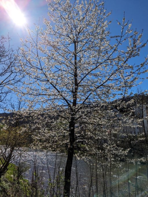 A flowering tree next to the river Sihl.