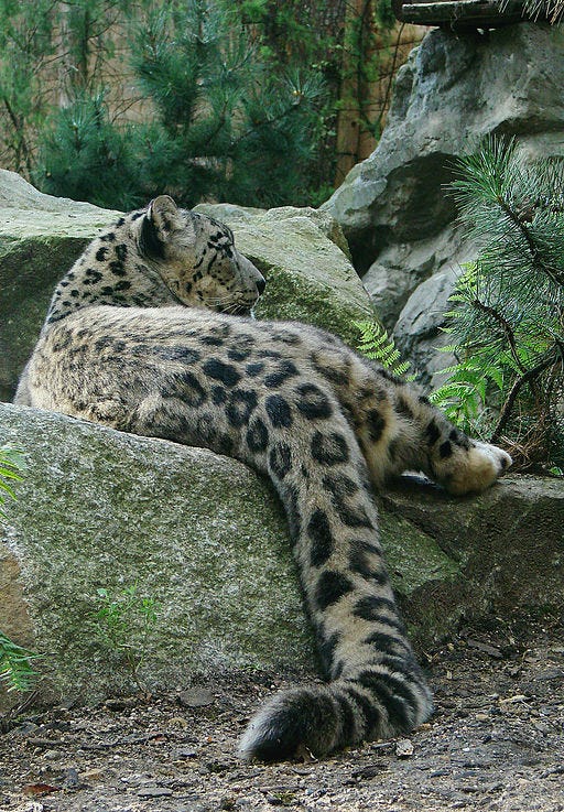 Snow leopard relaxing
