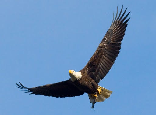 A soaring eagle against a vibrant blue sky
