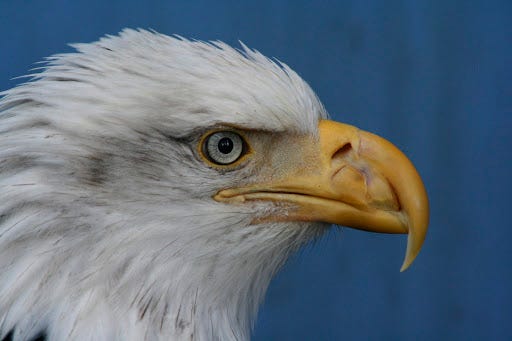 a side profile of a mature bald eagle