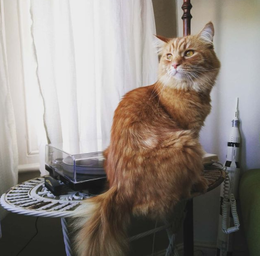 Photo of a fluffy ginger cat (Benjie) sitting on a white metal table. The Lego Saturn V rocket and a record player are behind him.