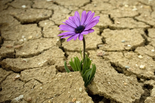 Vibrant purple daisy poking up through dry cracked earth