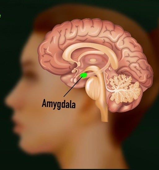 Image of the brain highlighting the amygdala.