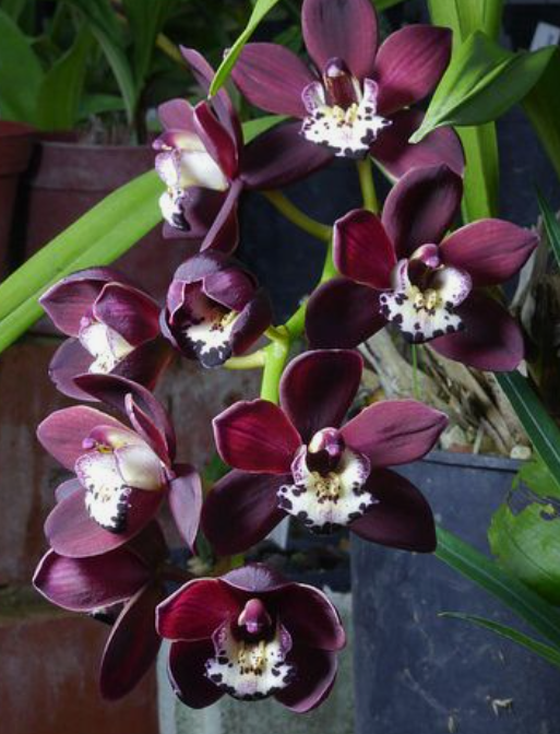 Cymbidium Kiwi black orchid