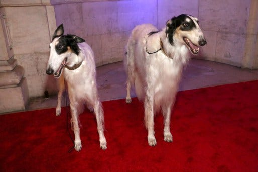 Dogs - ©Patrick McMullan