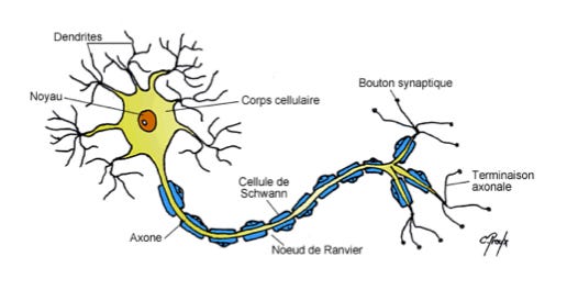 L’intelligence artificielle à travers le prisme de l’esprit et de la conscience : le fonctionnement du cerveau humain