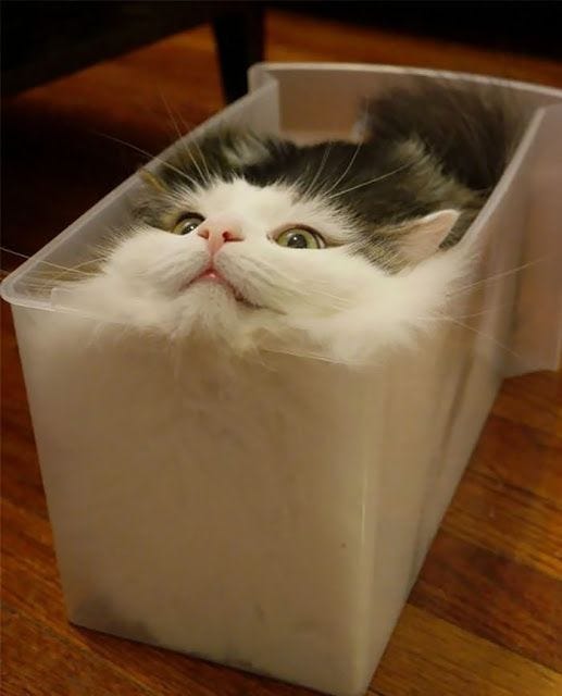 Cat in a container (Containerized Cat)